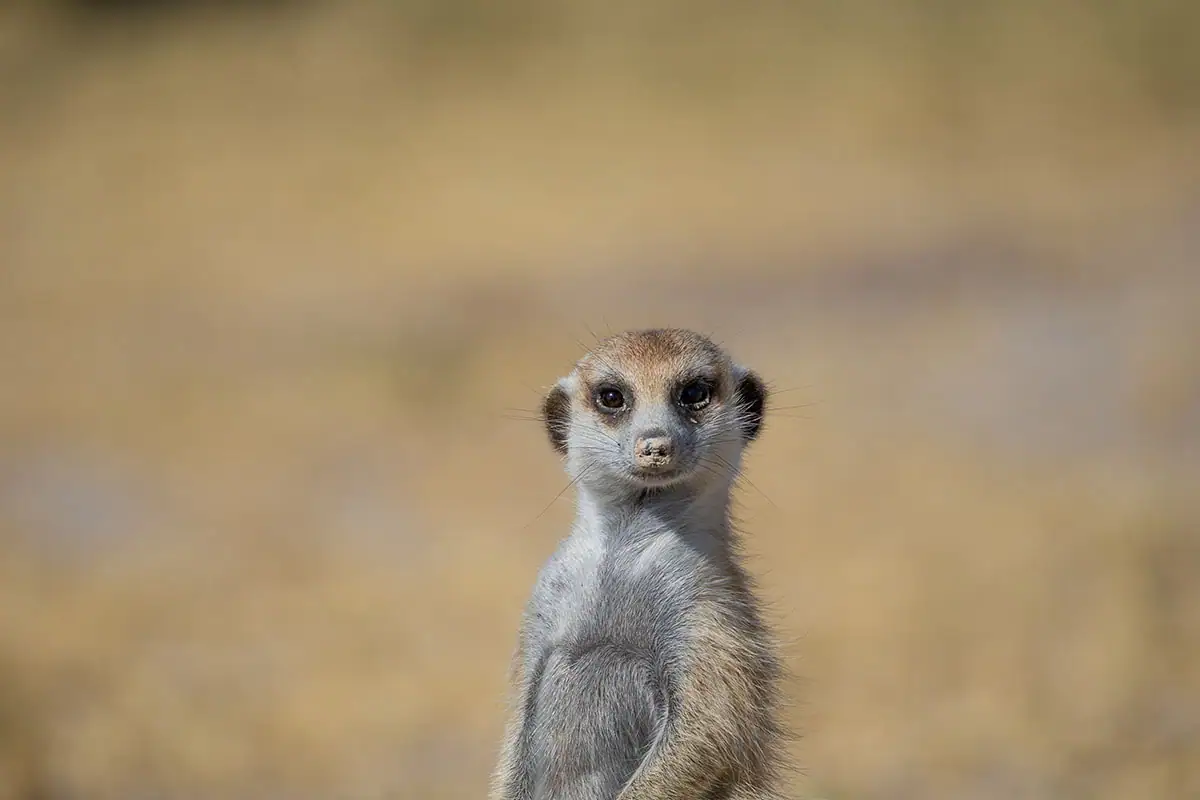 Close-up portrait of meerkat with soft background blur in wildlife safari photography.
