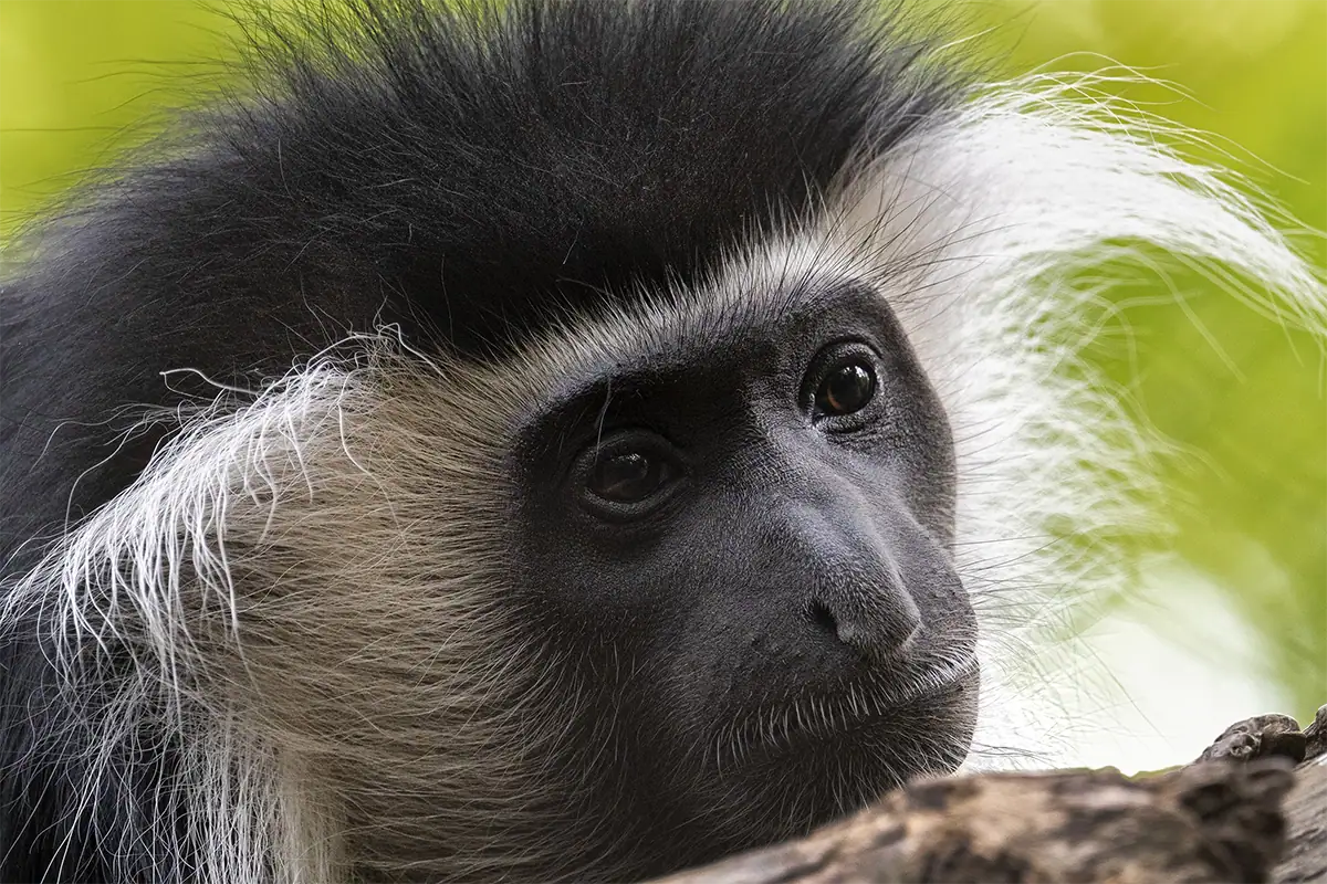 Colobus monkey close-up showing detailed fur texture and eye focus in zoo photography.