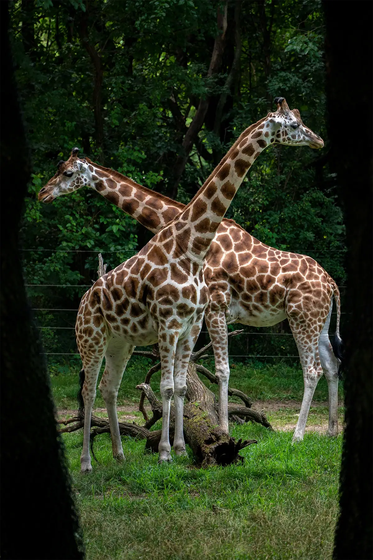 Two giraffes framed by trees demonstrating composition techniques in zoo photography.