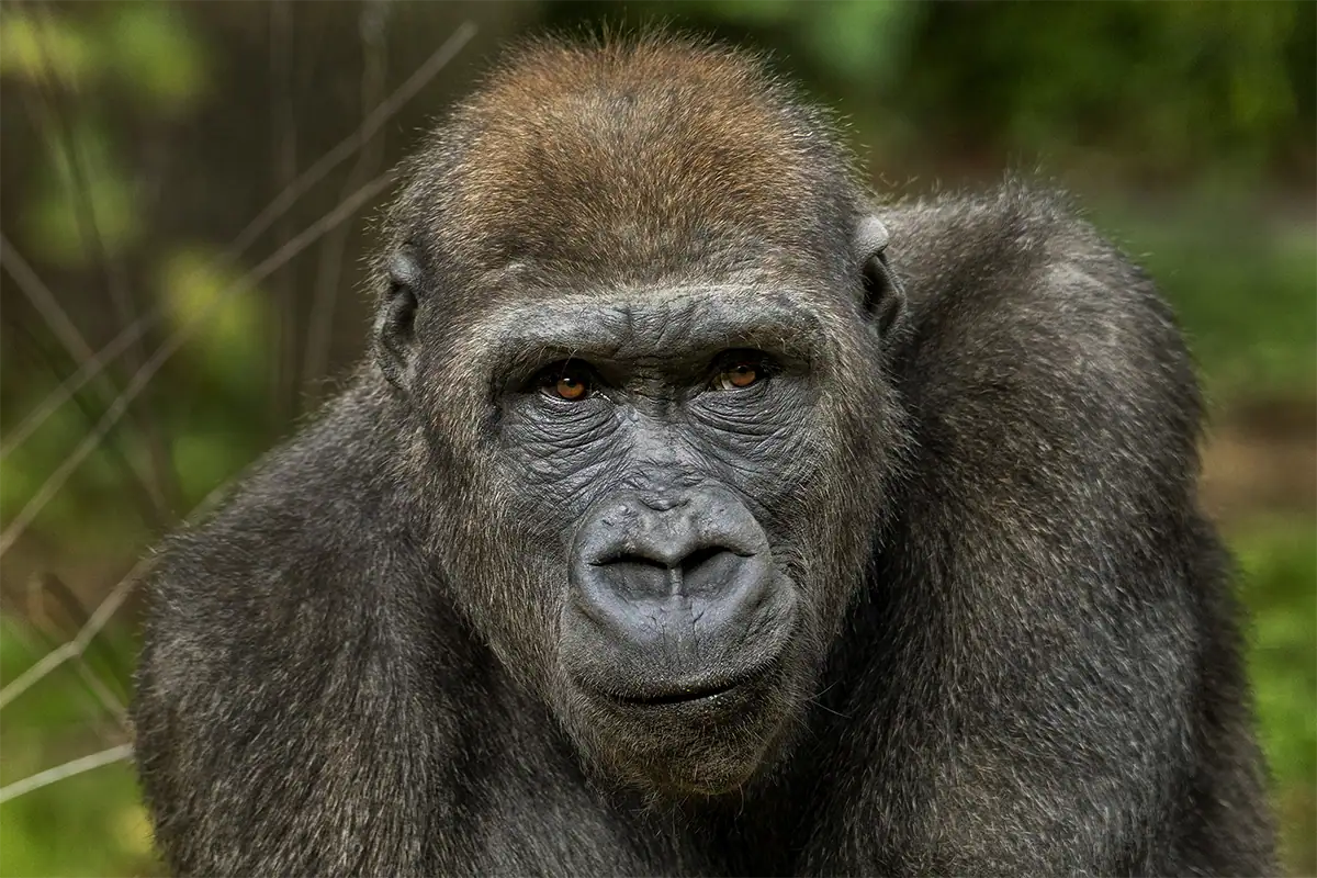 Gorilla photographed at eye level demonstrating strong connection and perspective in zoo photography.