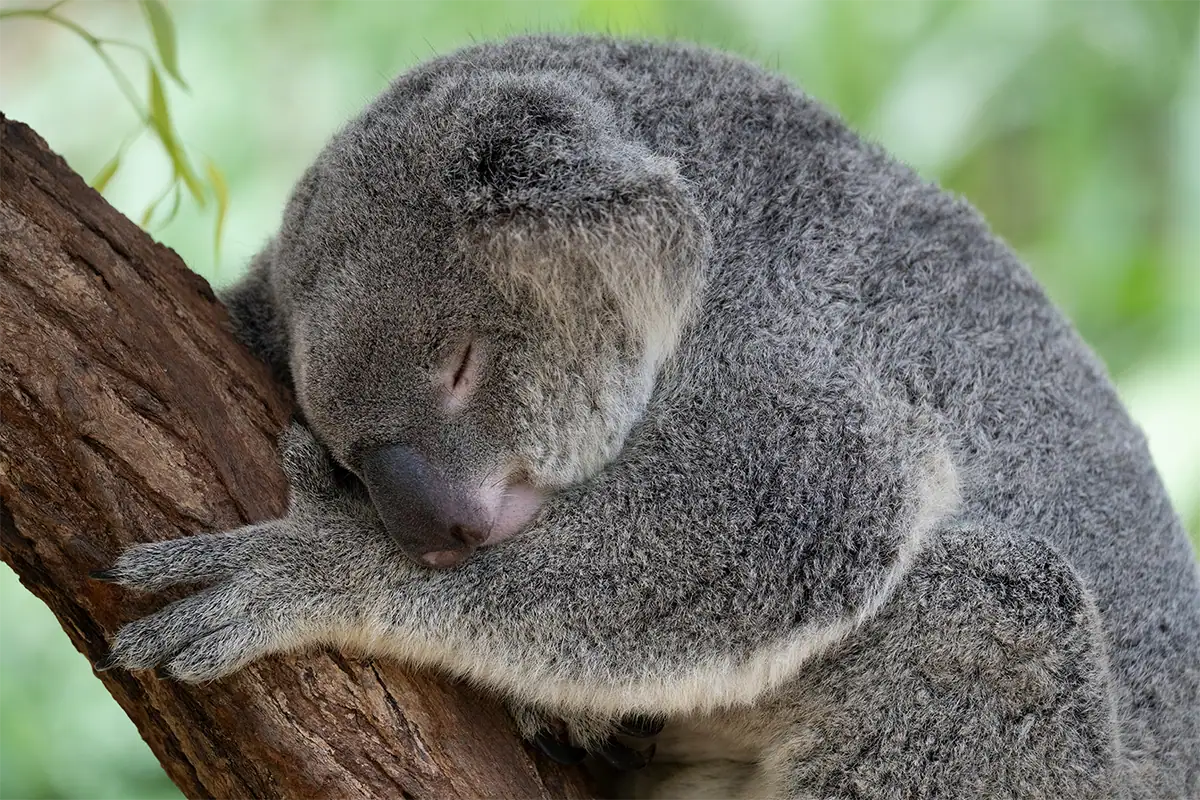 Sleeping koala photographed through glass with minimal reflections demonstrating clean zoo photography technique.