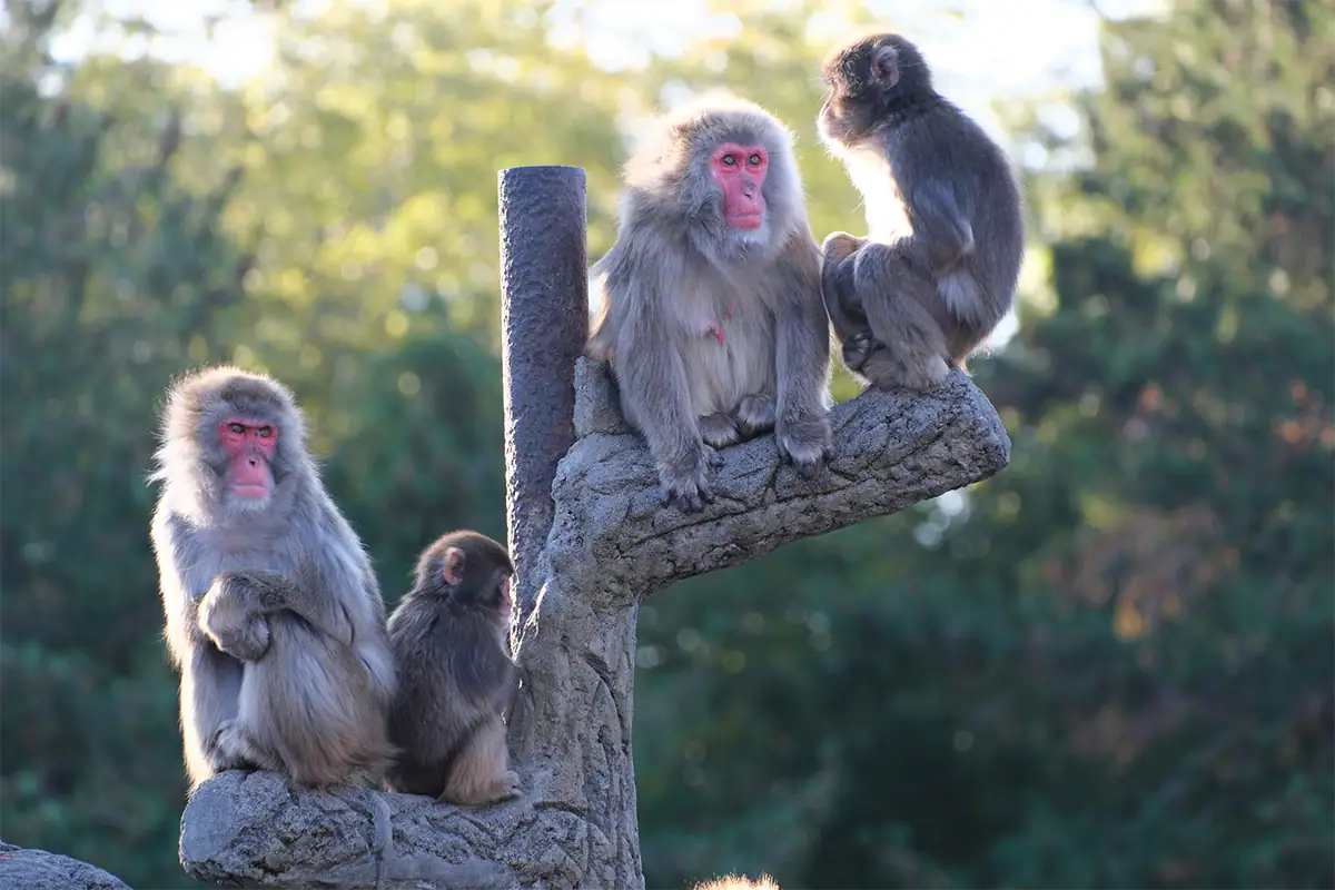 Group of monkeys sitting together illustrating animal behavior and social interaction in zoo photography.