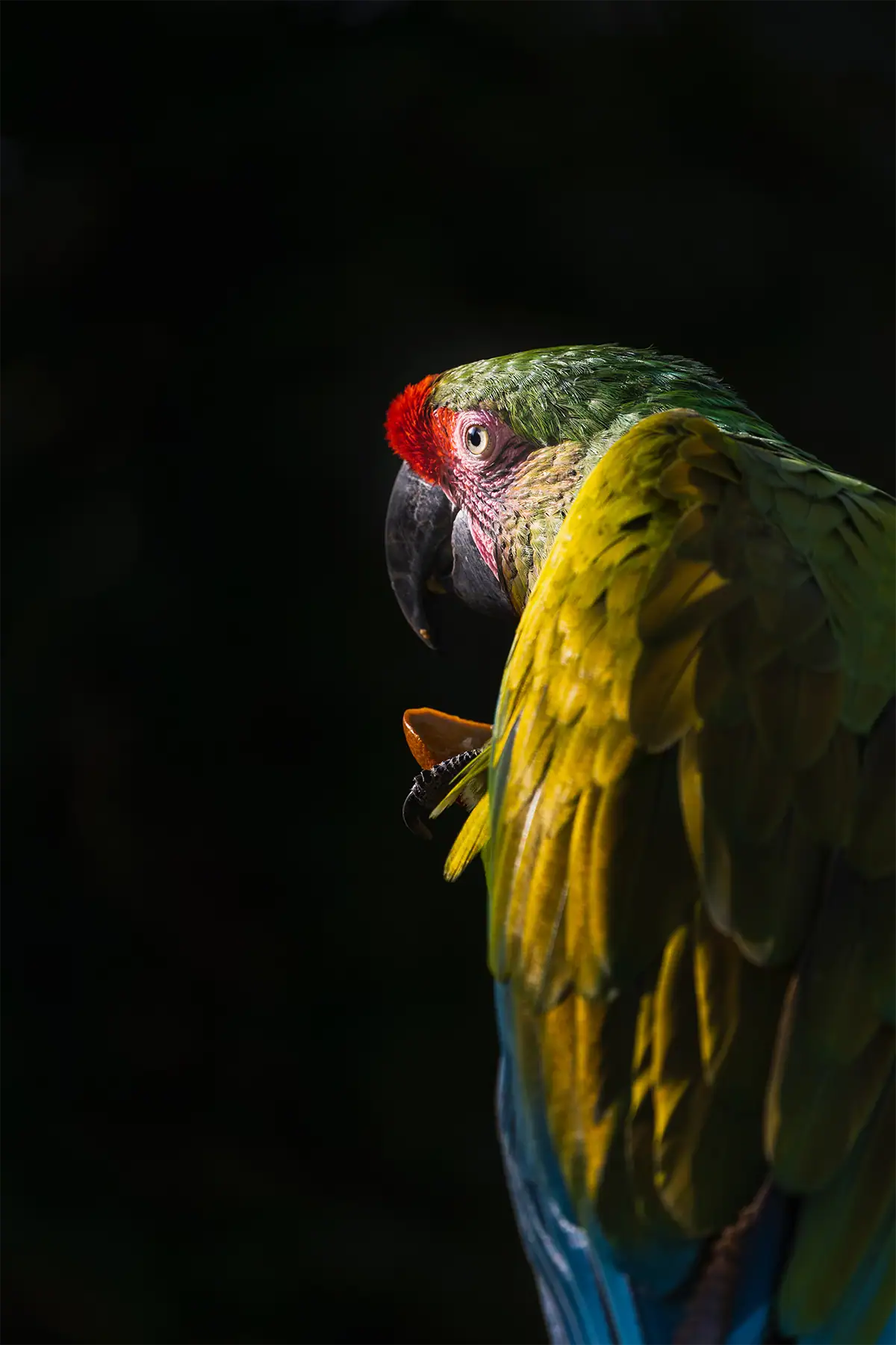 Colorful parrot against a dark clean background demonstrating how to simplify backgrounds in zoo photography.