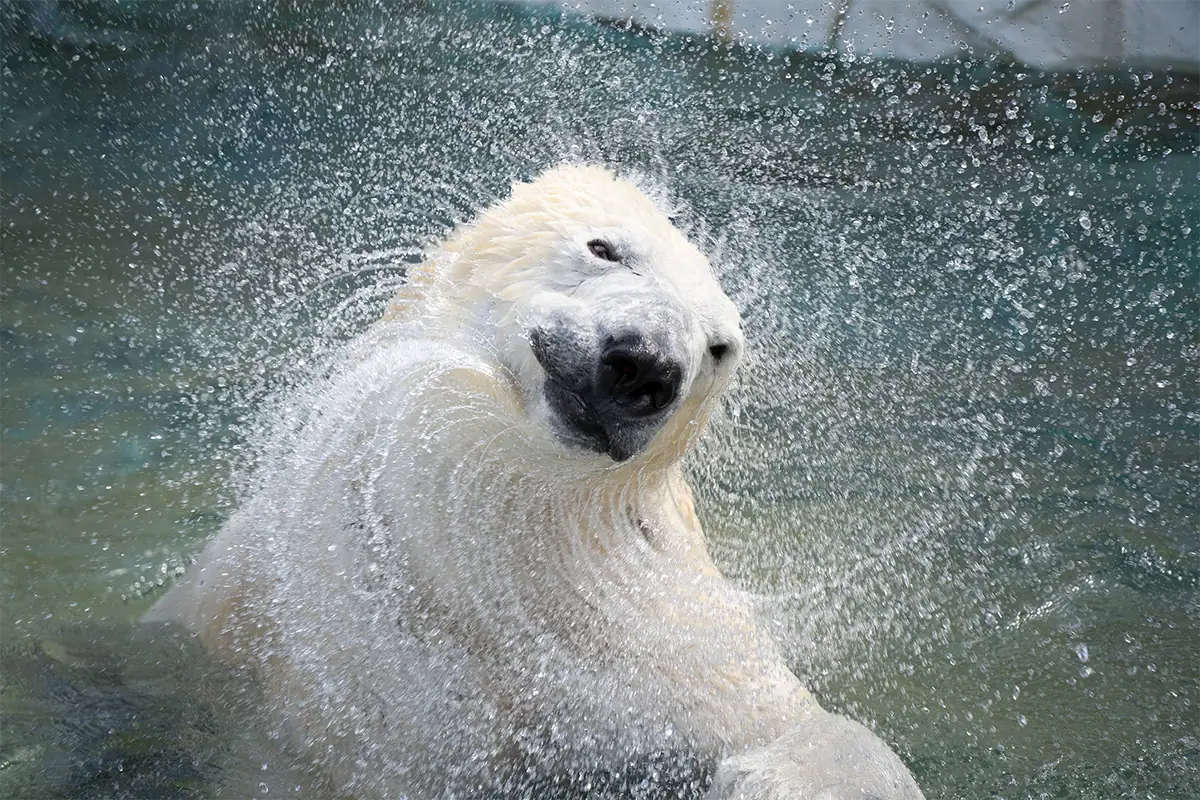 Polar bear shaking water in motion demonstrating zoo photography techniques for capturing fast-moving animals.