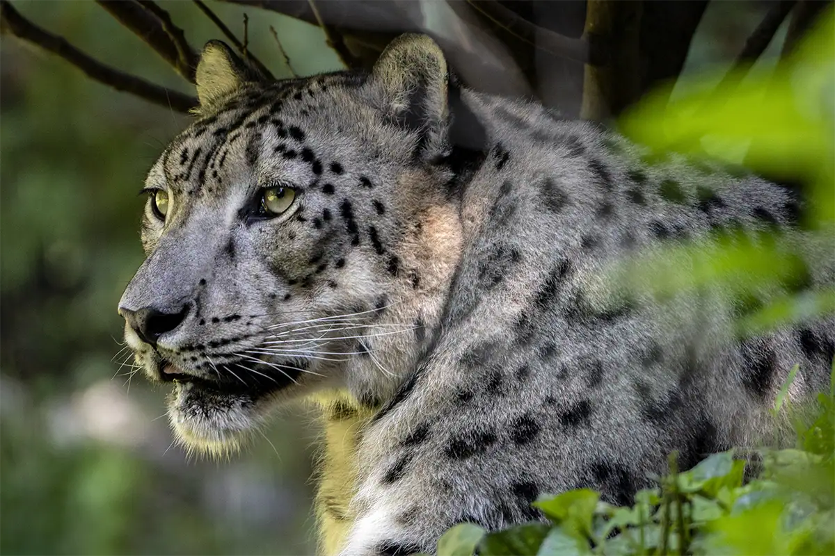 Snow leopard with blurred background demonstrating wide aperture subject separation in zoo photography.