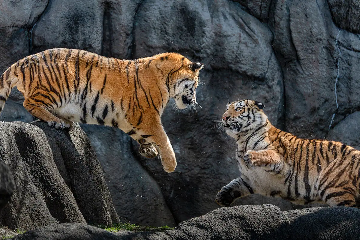 Two tigers interacting on rocks capturing animal behavior and action in zoo photography.
