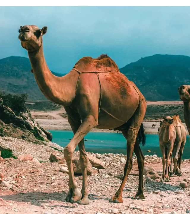 ezgif.com-optiwebp (1) Camels in Oman