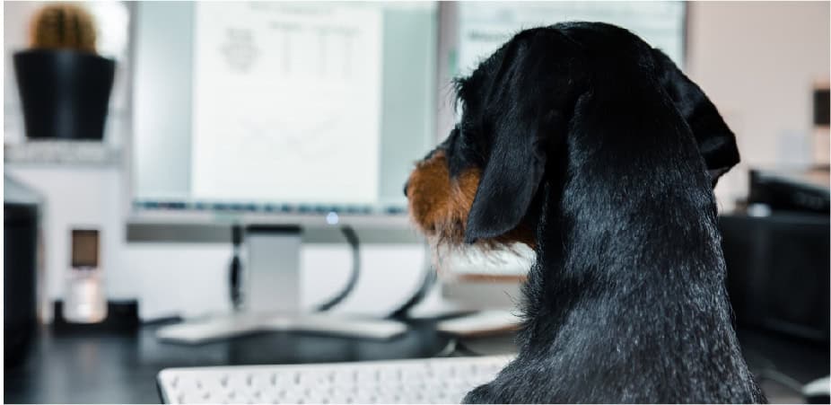Nonprofit executives leading remote teams on a video conference call with trust and collaboration.