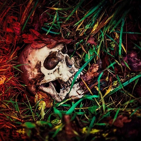 Human skull surrounded by grass and leaves, evoking themes of mortality and the darker side of humanity.