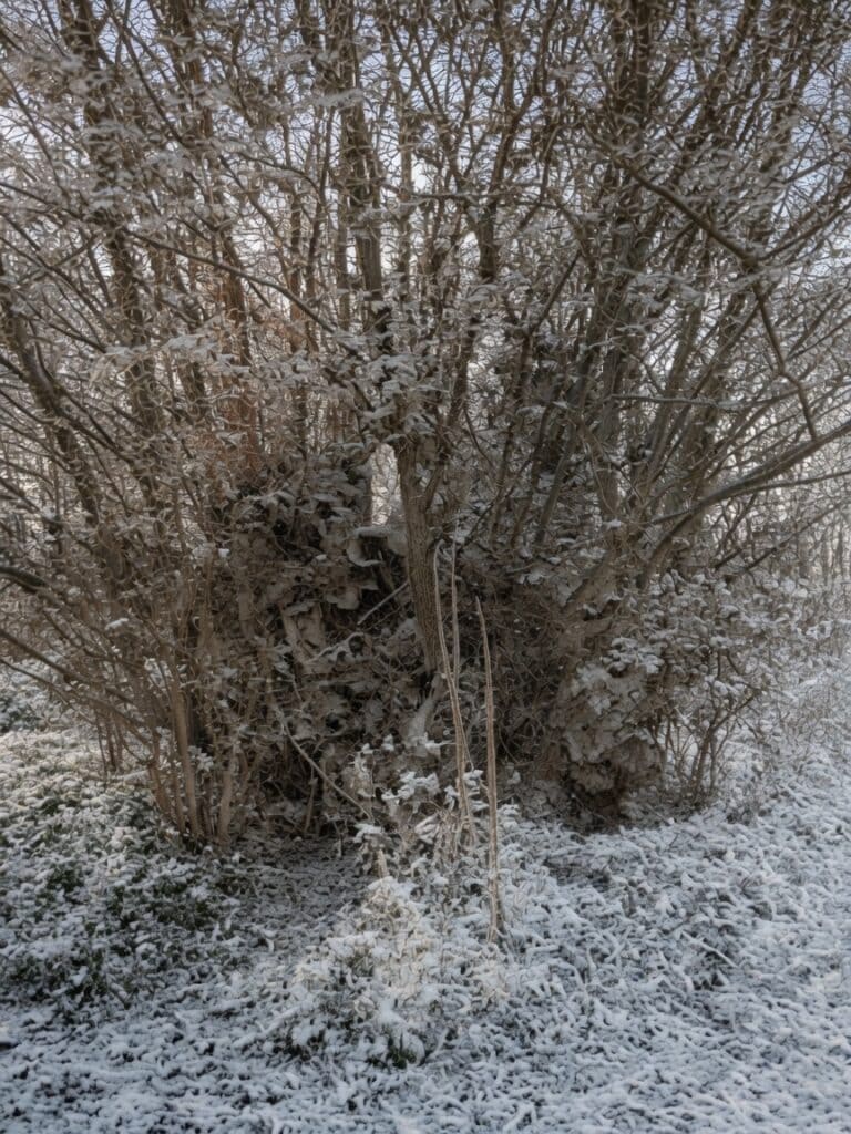Who Put Bella In The Wych Elm? Who Put Bella In The Wych Elm?