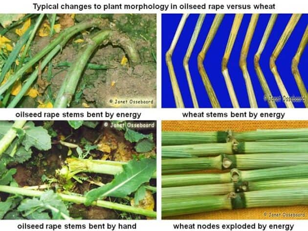Comparing plant growth in oilseed rape and wheat for spiritual growth insights.