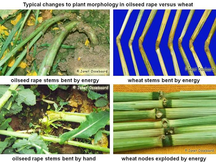 Comparing plant growth in oilseed rape and wheat for spiritual growth insights.