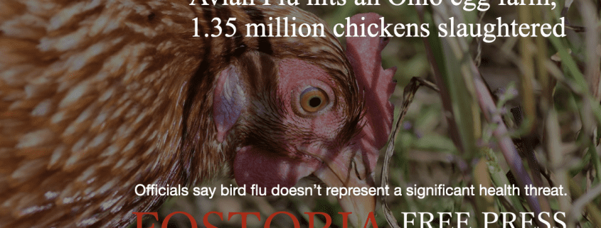 Avian Flu Hits an Ohio Egg Farm, 1.35 Million Chickens Slaughtered ...
