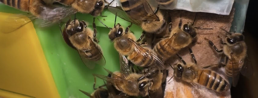 1. Honey bees on hive frame close-up photo.