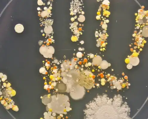 Colorful bacterial colonies on petri dish, microbiology research, laboratory science, Fostoria Free Press.