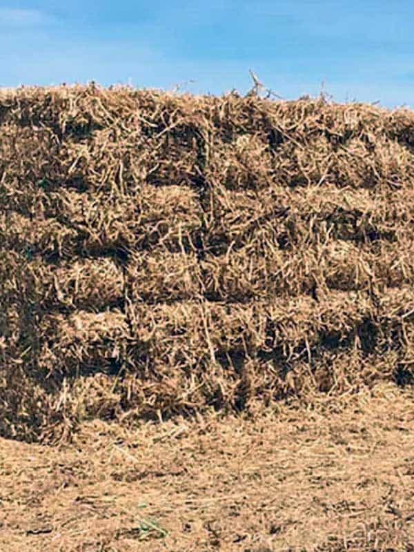 Pea Straw Bales