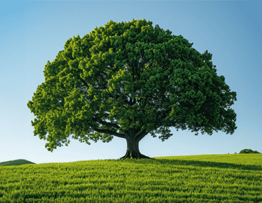 Solitary tree under calm sky, reflecting natural emotional healing and grounded support for people living with epilepsy.