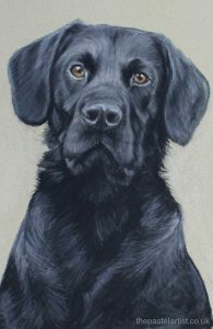 Black labrador pastel artist