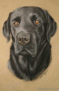 labrador pastel portrait