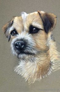 Border Terrier drawn in pastels