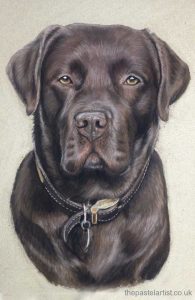 Pastel Chocolate Labrador