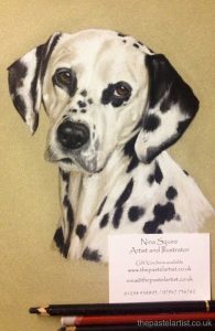 Dalmatian dog portrait by Nina Squire, Dorset
