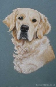 Golden Retriever in pastels by Nina Squire