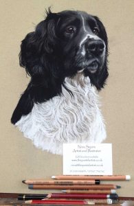 Black and white springer spaniel