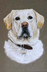 Yellow labrador drawn in pastel pencils