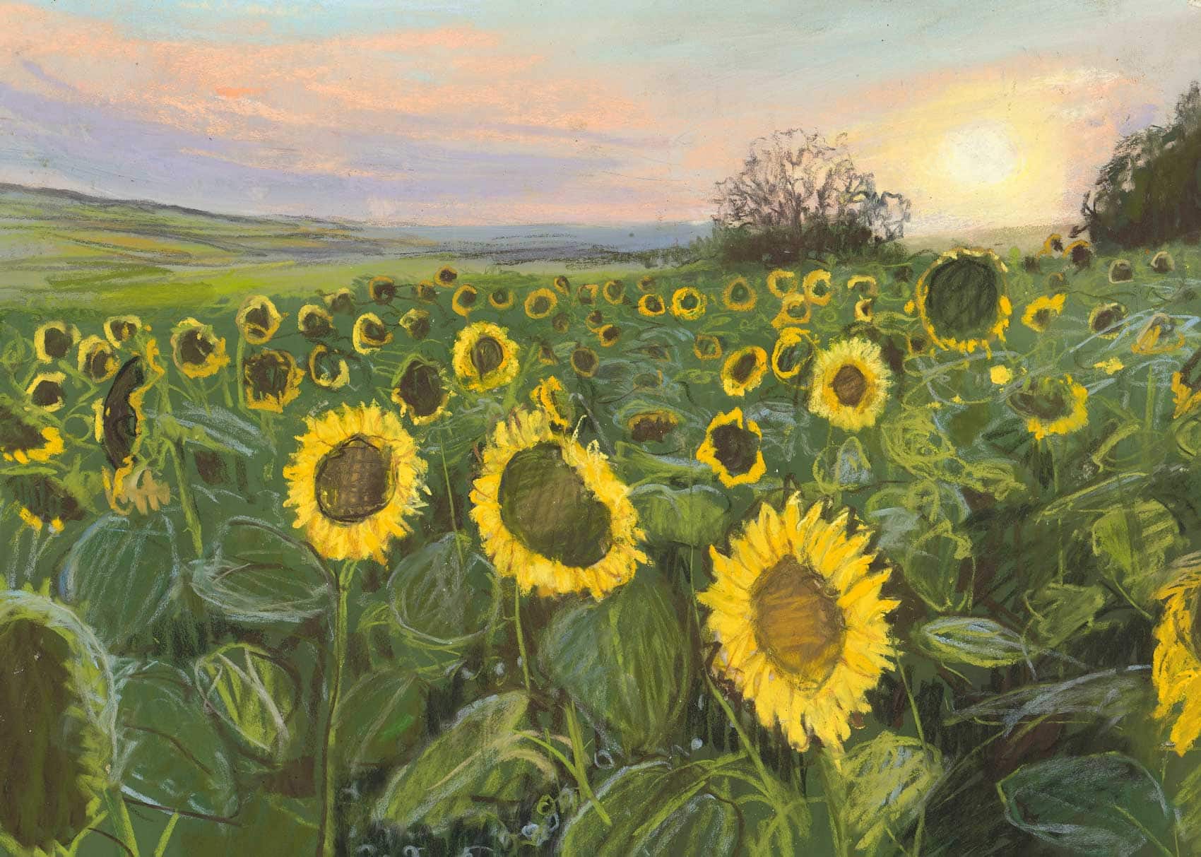 Sunflower field at sunset with vibrant colors and lush green leaves.