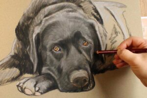 portrait of a labrador in soft pastels by Nina Squire
