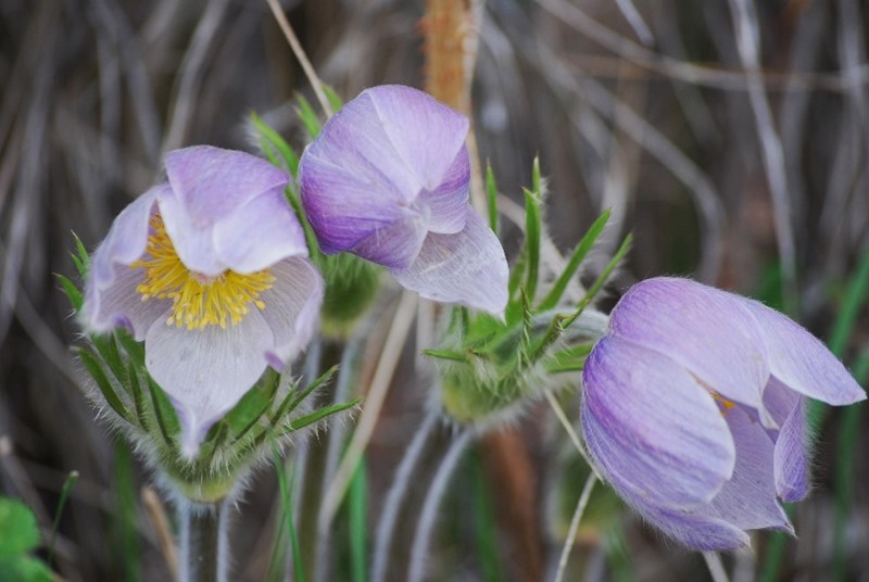 Three pale purple flowers with yellow centers and hairy stems are shown growing among dry grass.