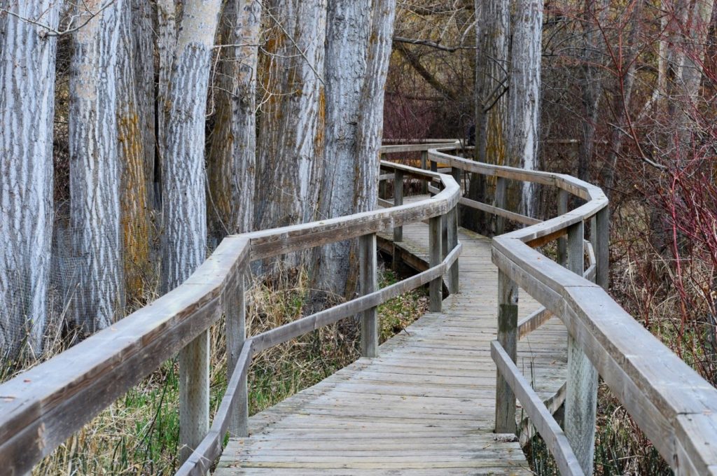 wooden path