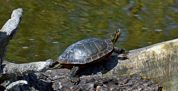 A turtle rests on a log near the edge of a body of water, with its head raised and shell reflecting sunlight.