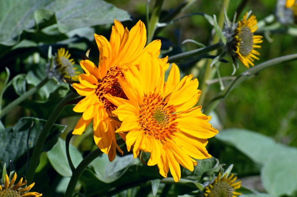 photo of sunflowers