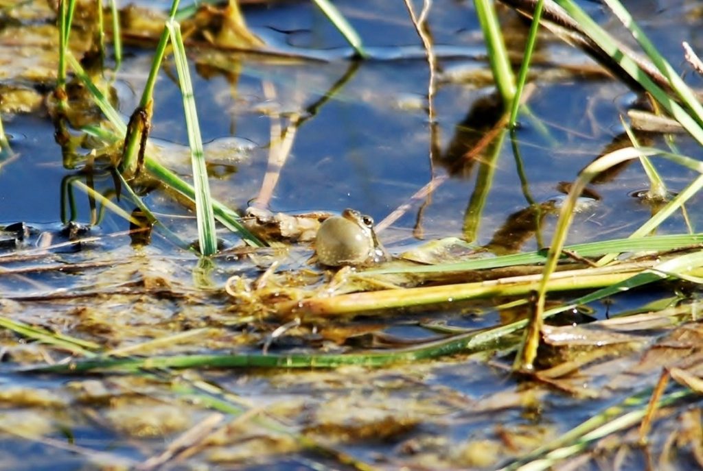 A small frog is partially submerged in shallow water among green grass and aquatic plants.