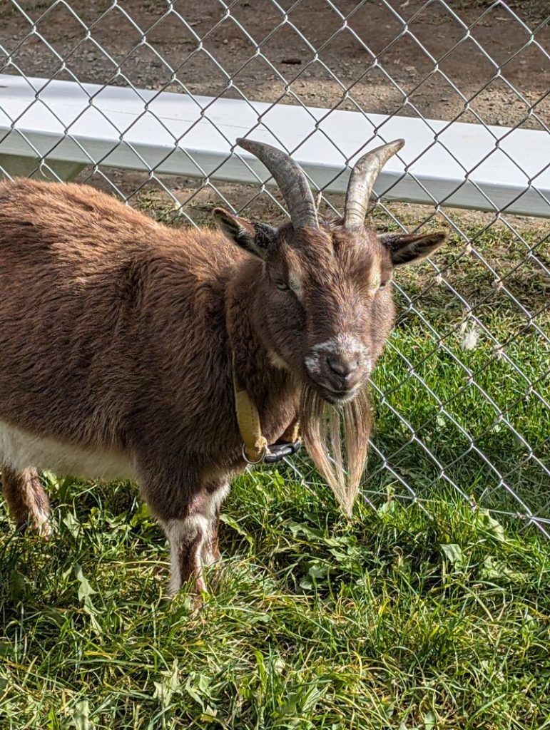 A brown goat with curved horns and a beard stands on grass in front of a chain-link fence.