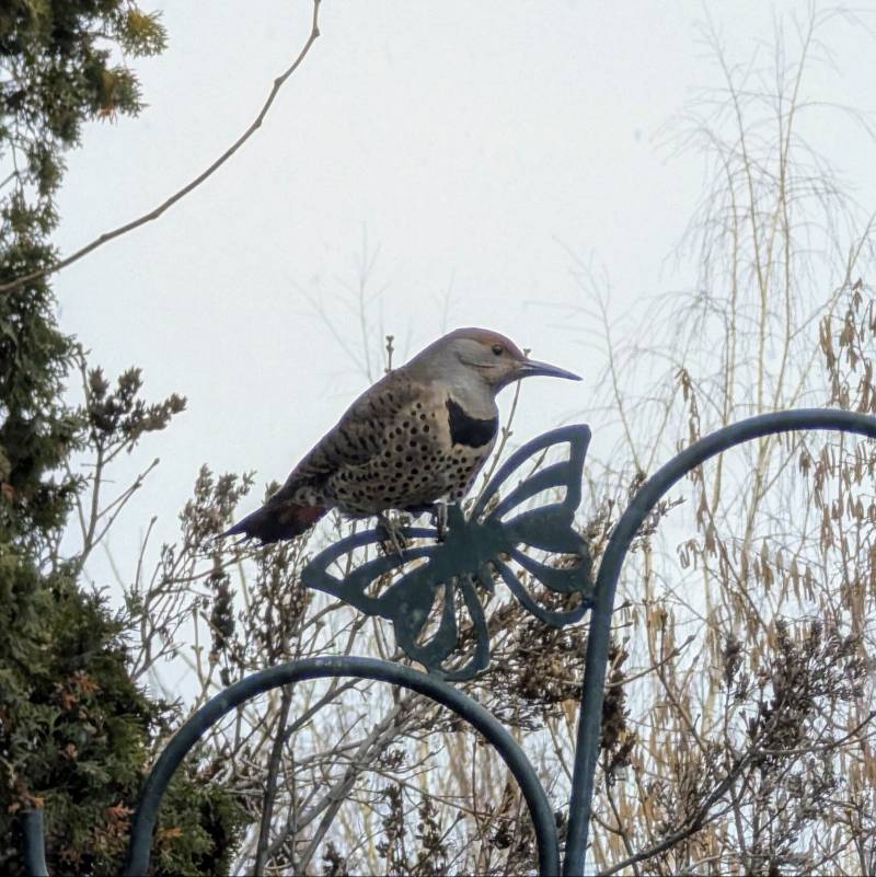 Photo of a northern flicker