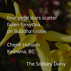 Close-up of yellow forsythia flowers with a poem overlayed in white text, titled "The Solitary Daisy" by Cherie Hanson from Kelowna, BC.