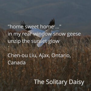 A snow goose in flight above a field at sunset with a poem and location text overlayed on the image.