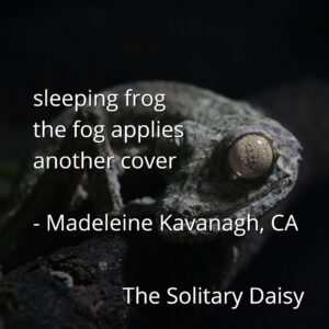 A close-up of a gecko with text overlay of a haiku poem titled "The Solitary Daisy" by Madeleine Kavanagh, CA.