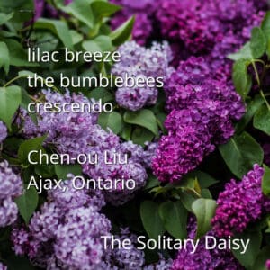 Close-up of purple lilac flowers with green leaves, overlaid with a haiku poem and author details in white text.