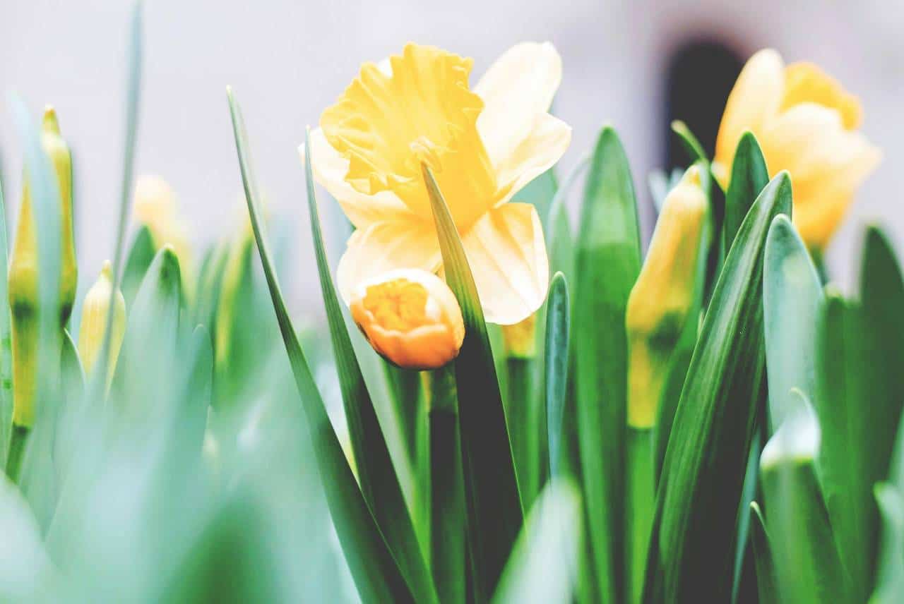 Close-up of yellow daffodil flowers and buds surrounded by green leaves.