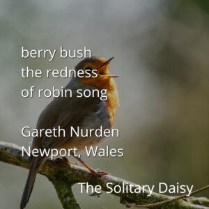 A robin perched on a branch singing, with text overlay mentioning a berry bush, robin song, Gareth Nurden, Newport in Wales, and The Solitary Daisy.