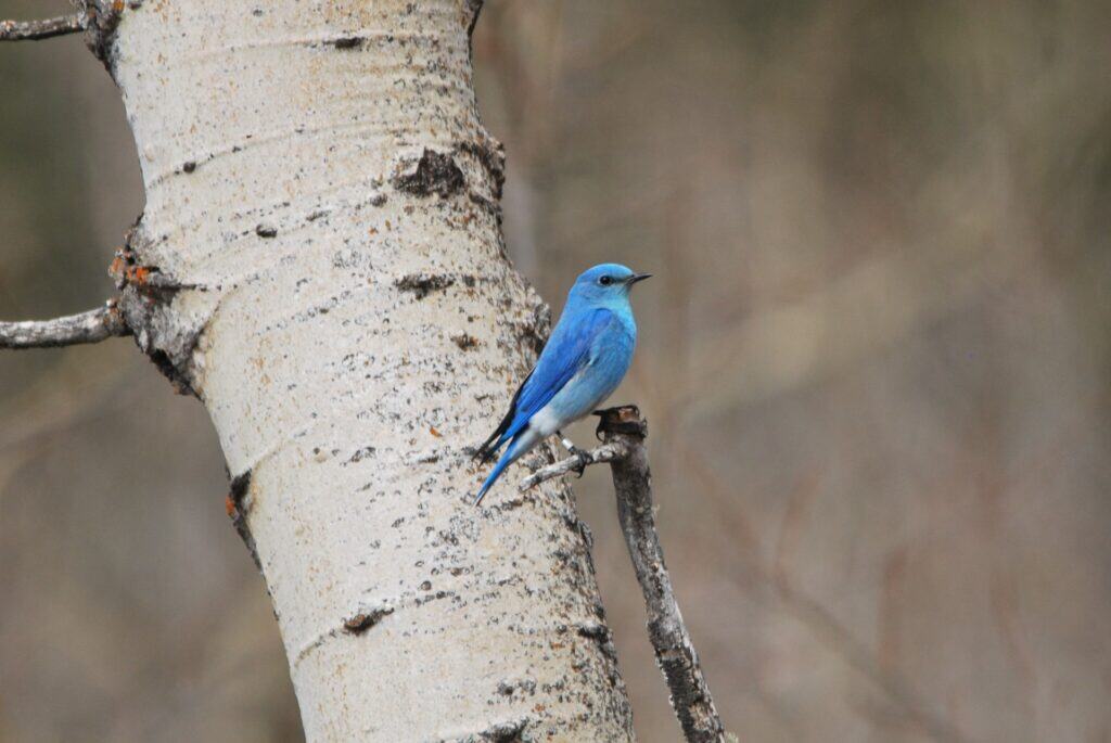 A blue bird is perched on a thin branch of a tree with light-colored bark, against a blurred brown and green background.