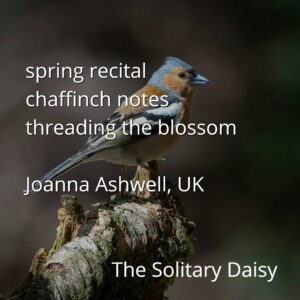 A chaffinch perches on a branch; overlaid text displays a spring-themed haiku and credits to Joanna Ashwell, UK, and The Solitary Daisy.