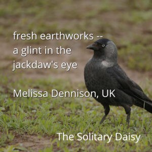 A jackdaw standing on grassy ground with text overlay: a poem titled "The Solitary Daisy" by Melissa Dennison, UK.