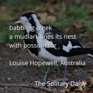 A black and white mudlark stands on the ground; overlaid text features a nature poem by Louise Hopewell, Australia.