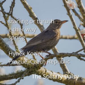 A brown bird perched on a mossy tree branch with a blurred background; text with poem and location details overlays the image.