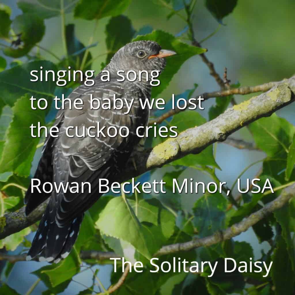 A cuckoo bird perches on a tree branch among green leaves. Text over the image features a poem and credits Rowan Beckett Minor, USA, and The Solitary Daisy.